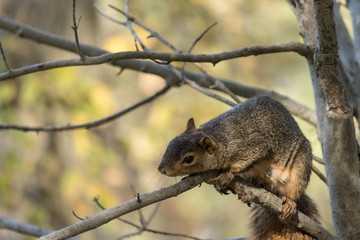 Obraz premium squirrel on tree