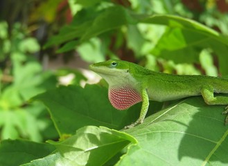 Beautiful green anole lizard on leaves background in Florida nature 