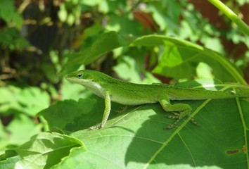 Green anole lizard on leaves background in Florida nature, closeup 