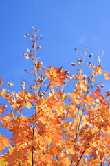 青空と紅葉