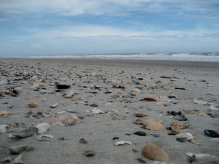 Seashells scattered along the beach