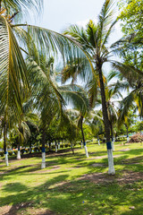 Fototapeta na wymiar Palm trees on the tropical coast, tinted and stylized, coconut palms, summer tree