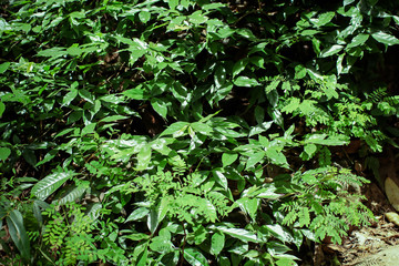 Green leaf texture background, tropical leave foliage are shaped like tiny spikes, leaves in tropical forest, green concept.