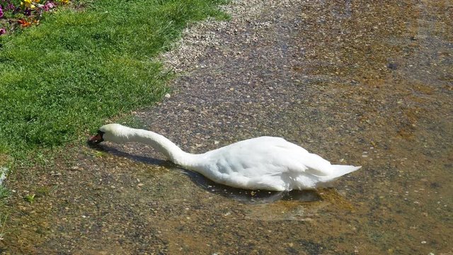 Beautiful white swan with red beak in the water. Wild animal eats grass and drinks clean water. 