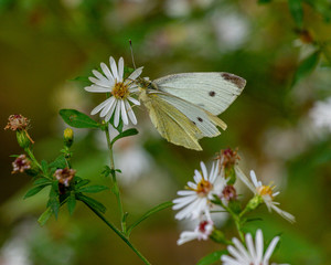 Cabbage White on Fleabane