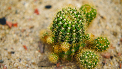 cactus