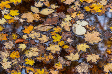 Floating Autum Leaves