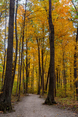 Autumn Trail Vertical