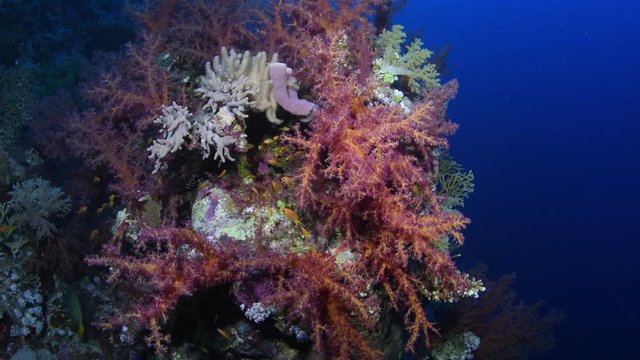 Beautiful coral reef covered by a a group of Dendronephthya corals, Branching fire corals (Millepora sp) and other hard and soft coral species, t Johns Reff, Egypt