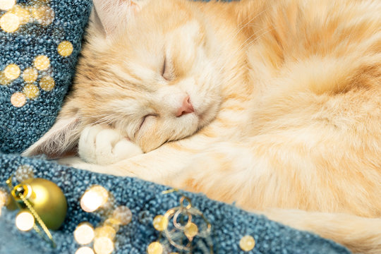 Cute cream cat sleeps on a plaid next to Christmas decorations
