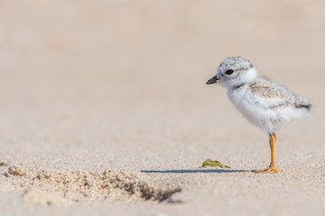 Piping Plover hatchling standing on the beach with its shadow.