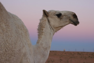 Picture of a camel at sunset