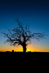 Fototapeta na wymiar Dead Tree Silhouette Sunset Dusk