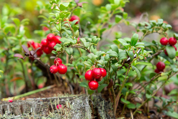 Ripe red lingonberries on a bush in the forest