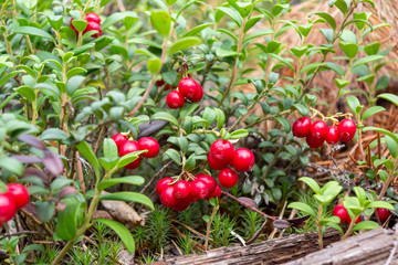 Ripe red lingonberries on a bush in the forest