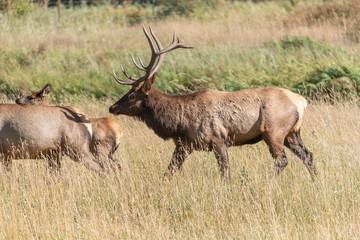 Naklejka na ściany i meble Bull Elk in Rocky Mountain National Park 