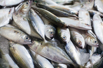 Yellowtail japanese amberjack, kingfish, seriola quinqueradiata, jack fish, mackerel, yellowstripe bigeye scad, hamachi, tuna closeup, many fresh raw fishes with yellow stripe, Thailand seafood market