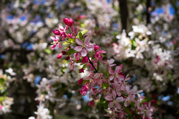 Colour flowers blooming in Spring 