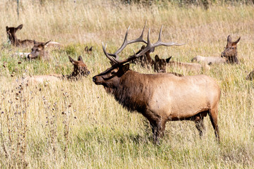 Naklejka na ściany i meble Bull Elk in Rocky Mountain National Park 