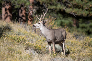 Mule Deer in Rocky Mountain National part	