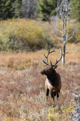 Bull Elk in Rocky Mountain National Park	