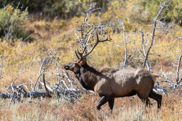 Bull Elk in Rocky Mountain National Park	