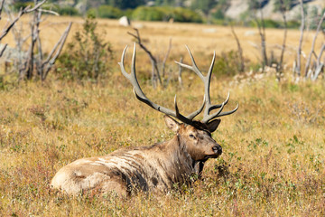 Bull Elk in Rocky Mountain National Park	