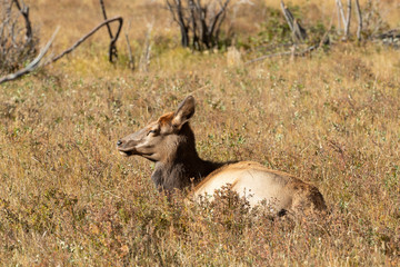 Female Elk in Rocky Mountain National Park