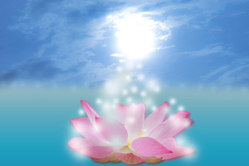 Magic Lotus flower and sunlight.