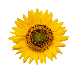 Fototapeta premium Flower of sunflower isolated on white background. Seeds and oil. Flat lay,