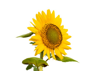 Flower of sunflower isolated on white background. Seeds and oil. Flat lay,