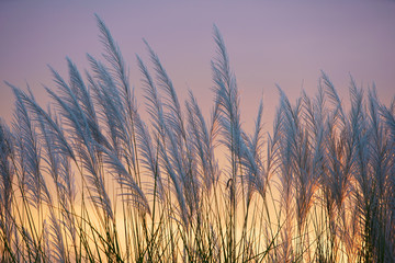 wind blowing reeds flower against sunset light - obrazy, fototapety, plakaty