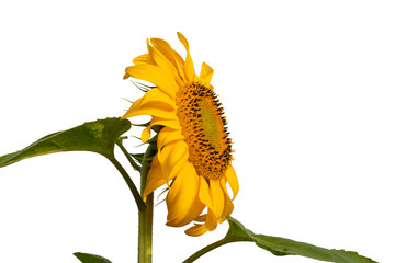 Flower of sunflower isolated on white background. Seeds and oil. Flat lay,