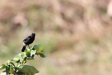 blackbird on a branch