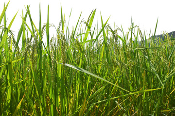 Japanese rice field isolated on white background