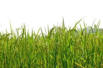 Japanese rice field isolated on white background