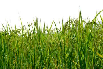Obraz premium Japanese rice field isolated on white background