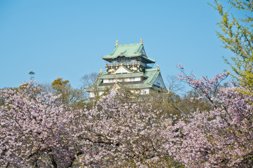 Cherry blossoms at Osaka castle in Japan