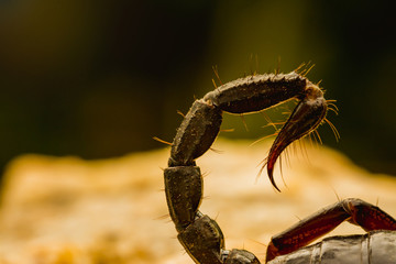 A black scorpion in nature wildlife live stone on big stone at forest.