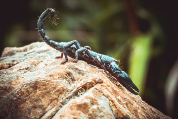 A black scorpion in nature wildlife live stone on big stone at forest.