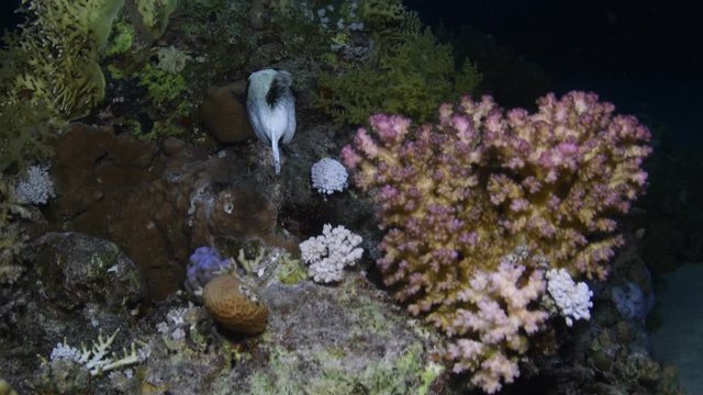 The Masked puffer (Arothron diadematus) closeup among Branching fire coral (Millepora alcicornis) and other hard corals in St. John&acute;s Reef, Marsa Alam, Egypt