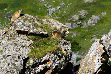 Group of groundhogs, typical mountain animals