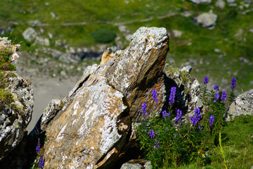 Groundhog hiding behind rocks