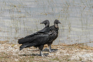 A pair of black vultures (Coragyps atratus) (blurred background) looking around at Nine Mile Pond in Everglades National Park, Florida, USA