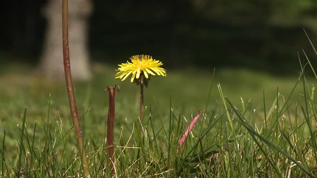 Steady, close up shot of yellow dandelion in grass.