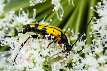 Leptura maculata gathering pollen