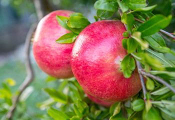 Pomegranate tree