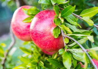 Pomegranate tree