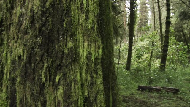 Bosque con musgo