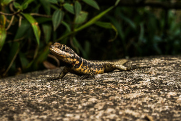 lizard on rock